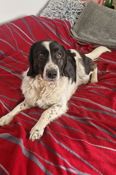 DONA - die brave und verspielte Hündin freut sich auf tolle Abenteuer mit ihrer Familie