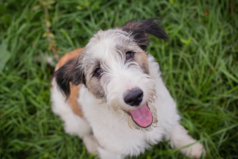 Welpe LENNY - dieses goldige Kerlchen sucht ein kuscheliges Plätzchen