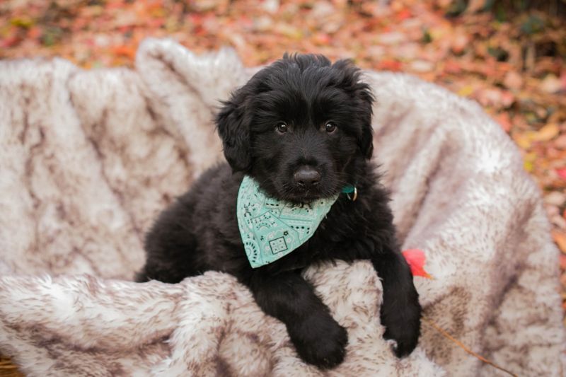 Welpe  Chip-Nr. 257133 - das goldige Kerlchen sucht ein liebes Für-Immer Zuhause!