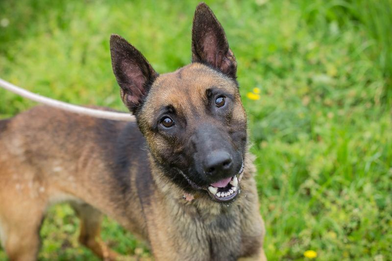 KARLSON - der aufgeschlossene und neugierige Rüde freut sich auf Menschen mit Führungsqualitäten