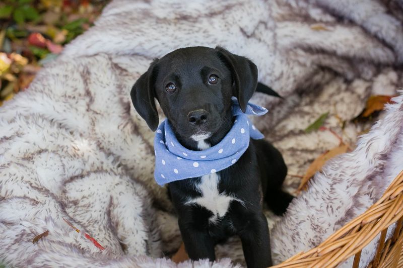 Welpe MERLIN - wenn ich groß bin möchte ich ein richtiger Familienhund sein!
