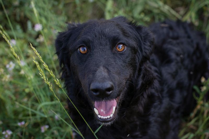KESHA - die hübsche Maus träumt von einem glücklichen Hundeleben bei ihrer Familie