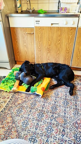 BAGHEERA - ich suche ein tolles Für-Immer Zuhause bei lieben Menschen!