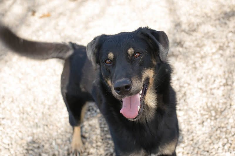EMO - der zurückhaltende, liebe Rüde mag Spaziergänge und sucht eine hundeerfahrene Familie
