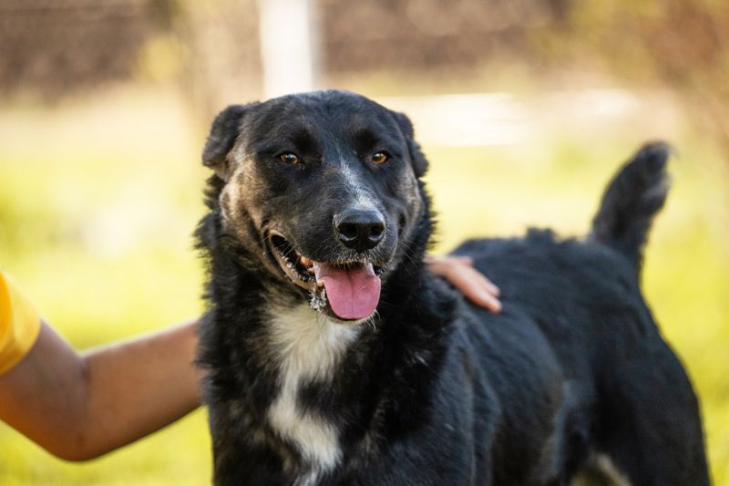 DUSTER - der menschenbezogene und höfliche Rüde ist zurückhaltend und lernt schnell