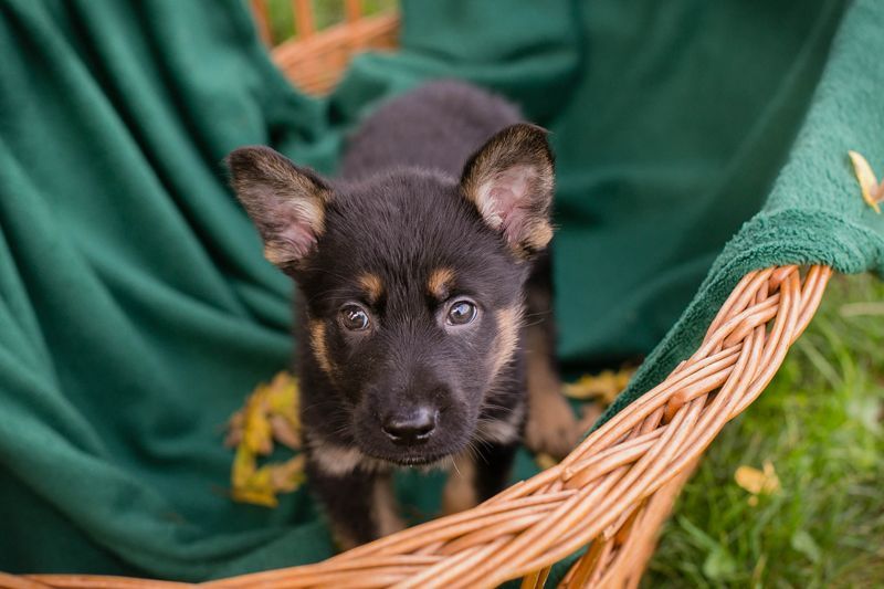 Welpe HANK - der kleine Racker sucht ein liebevolles Für-Immer Zuhause