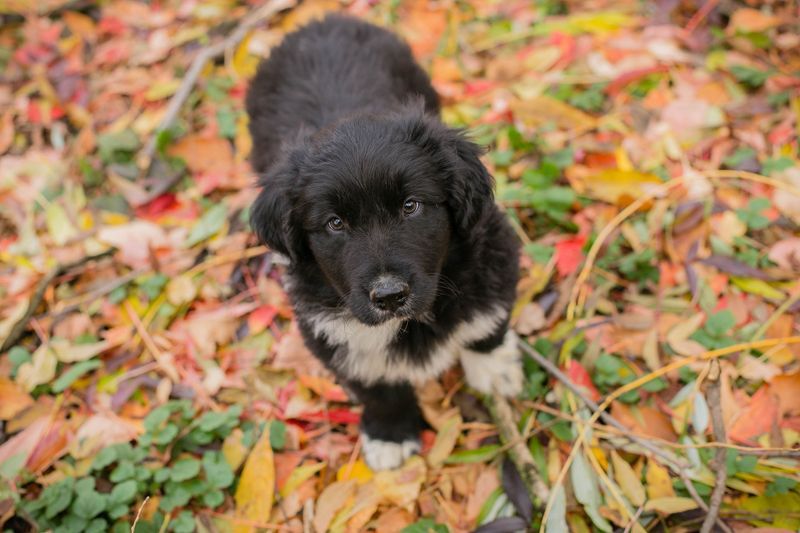 Welpe Chip-Nr. 255510 - der kleine Mann freut sich darauf, mit seinen Menschen die Welt zu entdecken