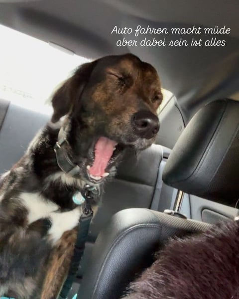 AKKI - das liebe, stürmische Kuschelmonster sucht eine unternehmungslustige, konsequente Familie