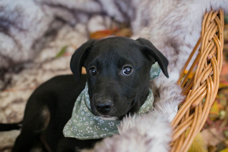 Welpe Chip-Nr. 274368 - Hallo du, schenkst du mir ein Zuhause?