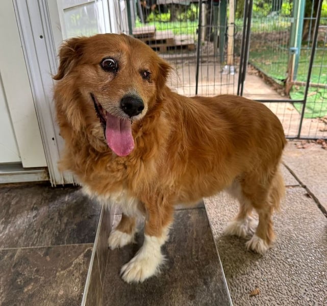 PI - ich freue mich auf liebevolles Für-Immer Zuhause!