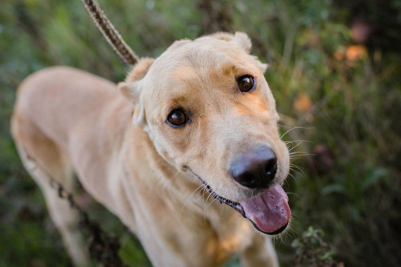 SVENJO - ich suche eine tolle Familie!
