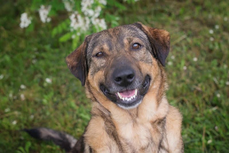 SMILEY - Die, die immer lacht.....Wo ist mein Körbchen?