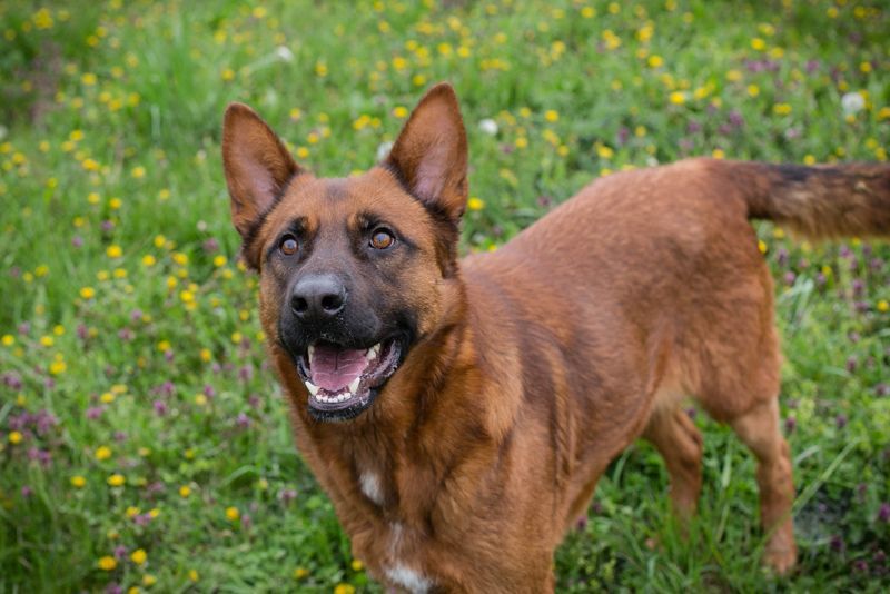 JONES - der hübsche Rüde sucht ein tolles Für-Immer Zuhause