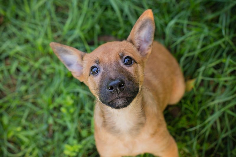 Welpe CLEO - ich bringe eine große Portion Leben und Frohsinn in euer Zuhause!