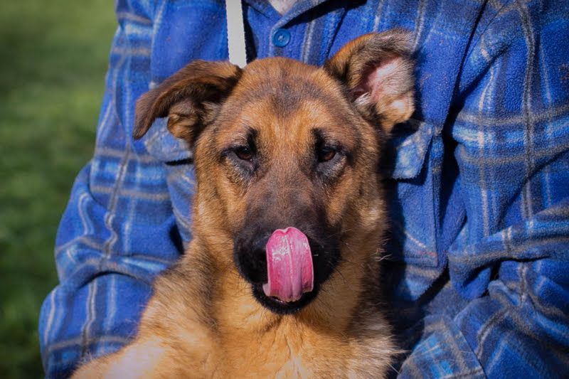 MALIE - toben, spielen, lernen - ich suche ein Zuhause bei unternehmungslustigen Menschen