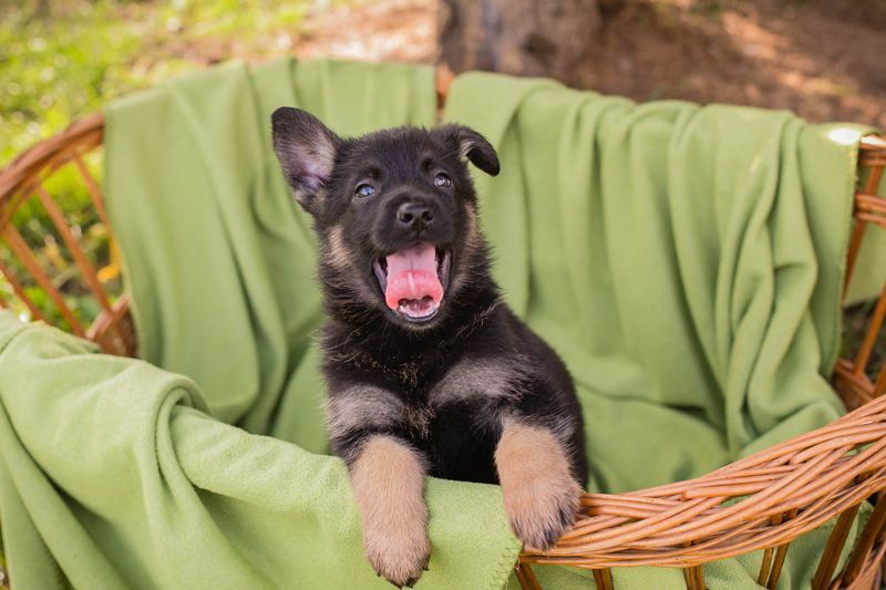 Welpe GUFI - Hallo, hier bin ich! Darf ich bei dir einziehen?
