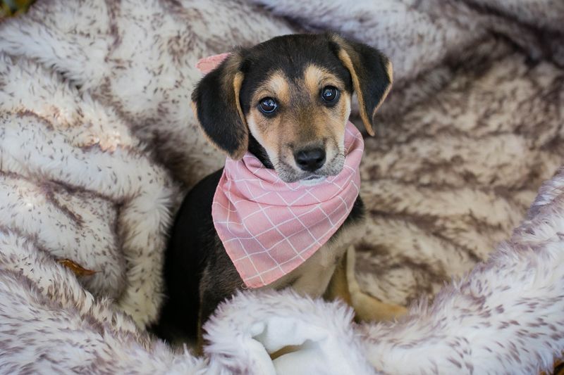 Welpe Chip Nr. 257113 - die kleine Maus möchte gerne deine Prinzessin sein!