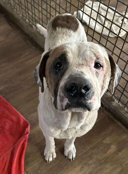 GUSTAV - der liebe Rüde sucht ein ruhigeres Zuhause bei einfühlsamen Menschen