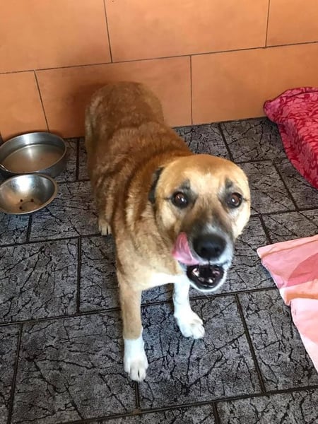 JARO - wer schenkt dem lieben Rüden ein tolles Zuhause?