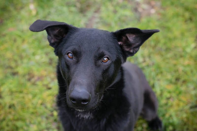 CASSIUS - der freundliche, aber noch etwas schüchterne Rüde sucht Menschen, die das Eis brechen