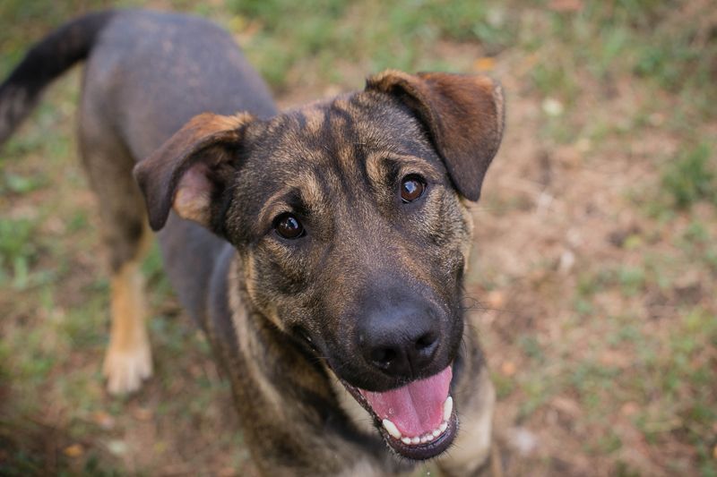 DOBBY - der aktive und verspielte Rüde möchte mit seinen Menschen spielen, toben, lernen..