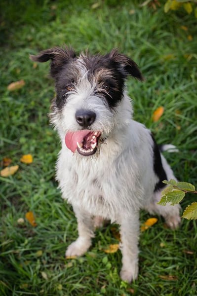 Name: Chip-Nr. 214352 - ich träume von einem eigenen Zuhause bei lieben Menschen!
