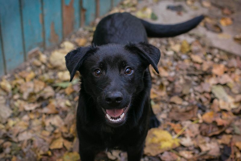 Welpe BARNEY - black is beautiful - ich träume von tollen Abenteuern mit meinen Menschen
