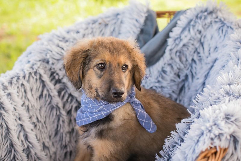 Welpe LUNI - wer möchte mit mir spielen, schmusen, lernen und schenkt mir ein Zuhause?