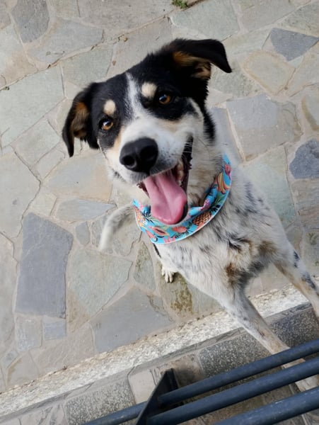 Flora – eine sanfte Hundedame sucht ihr Glück