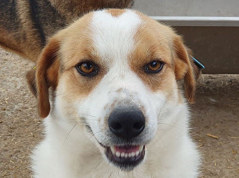 ♥BRAJA♥ wundervolle, verschmuste und aufgeschlossene Hündin, die begeistert 54 cm