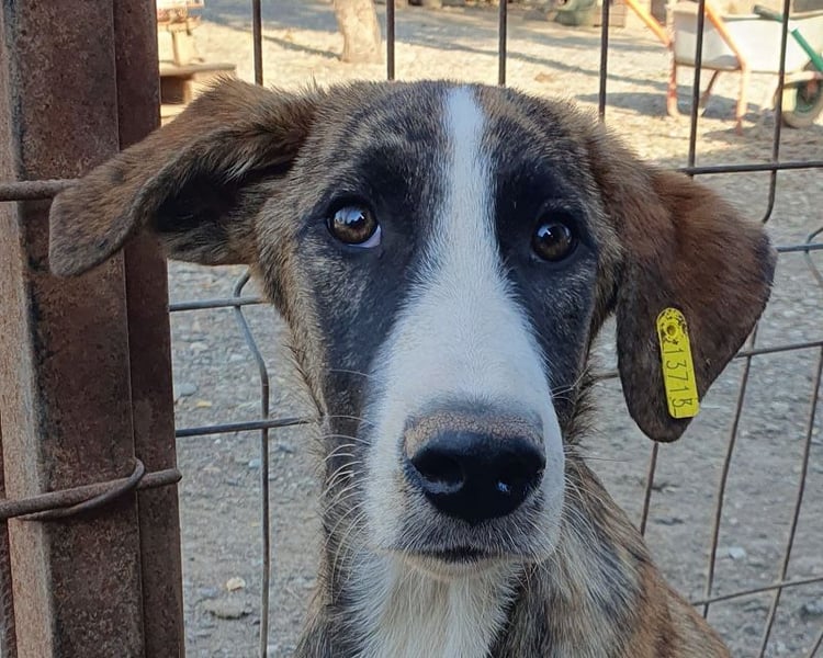 ♥BALU♥ neu auf Pflegest bei Köln-wundervoller Junior, dessen Schicksal ans Herz geht 51cm (wachsend)
