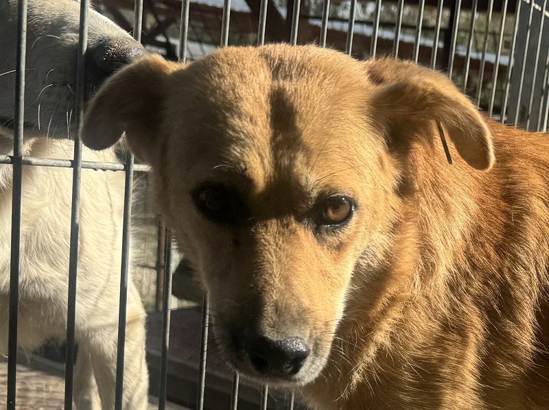 ♥FLEUR♥ süße Hündin. Es bricht einem das Herz zu sehen, wie sehr sie sich nach Zuneigung sehnt 51 cm