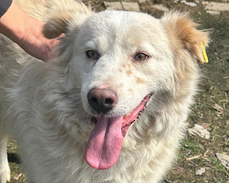 ♥ANJA♥ wunderschöne, sehr aufgeschlossene und abenteuerlustige Hündin 56 cm