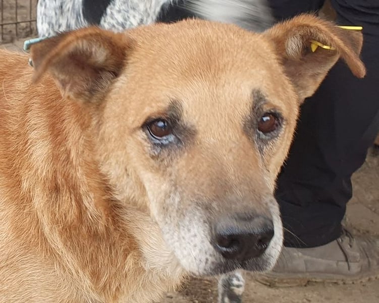 ♥COUGAR♥ ganz sanfter, bescheidener lieber Senior, der noch so viel Liebe zu verschenken hat 51 cm