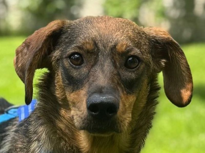 ♥FABIENNE♥ auf Pflegestelle bei Köln - ganz süße, sanfte, ruhige, liebe Hündin 53cm