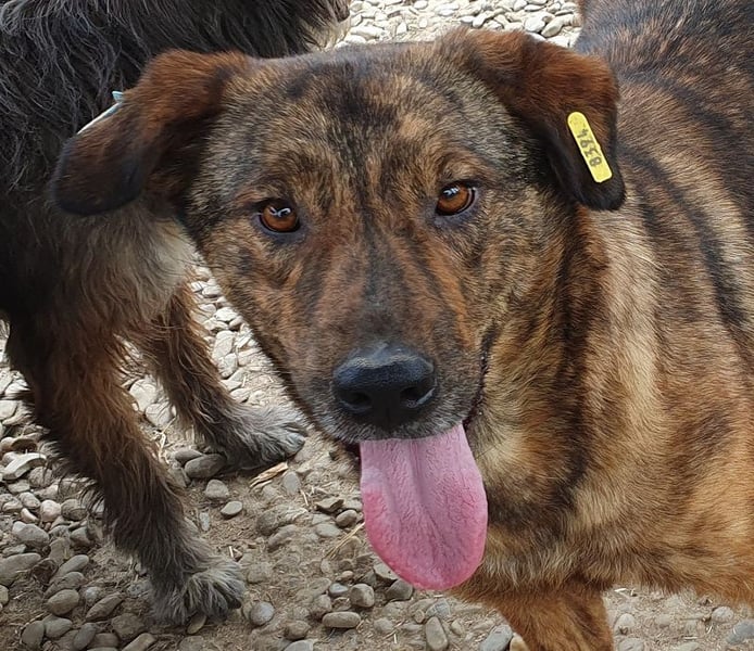 ♥SAVI♥ verschmuste, sehr menschenbezogene Hündin mit der besonderen Fellzeichnung 60 cm