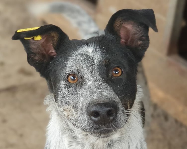 ♥MEGGI♥ zauberhafte, fröhliche, wunderschöne Hündin mit besonderem pointerfarbenen Fell 54 cm