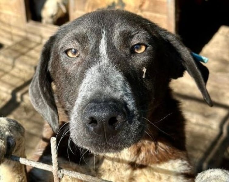 ♥ROJO♥ wunderschöner, verspielter, gestiefelter Rüde, der sich nach menschlicher Nähe sehnt 59cm