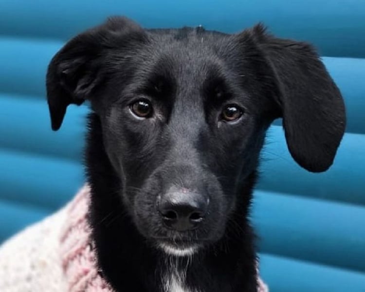 ♥ROSA♥ neu auf Pflegestelle bei Köln - zuckersüßes, aufgeschlossenes, liebes Hundemädchen 55 cm