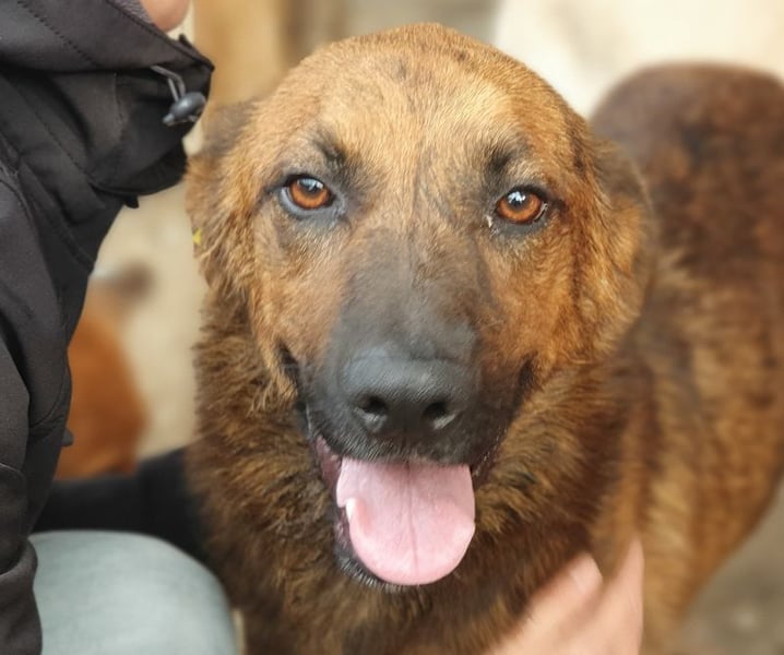 ♥AURELIAN♥ wunderschöner, sehr menschenbezogener, lebensfroher, sportlicher Rüde 56 cm