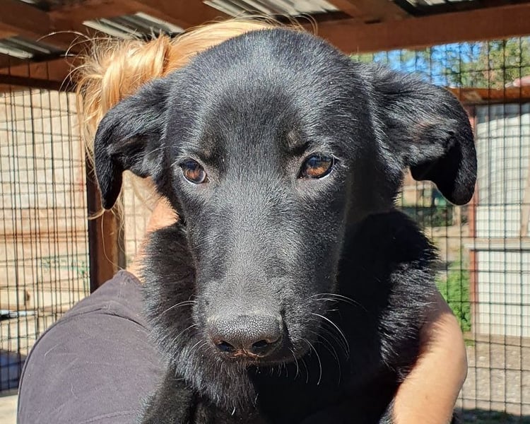 ♥MILLER♥ wundervoller, ganz lieber Junior, der sich nach Sicherheit und Wärme sehnt 51 cm (wachsend)