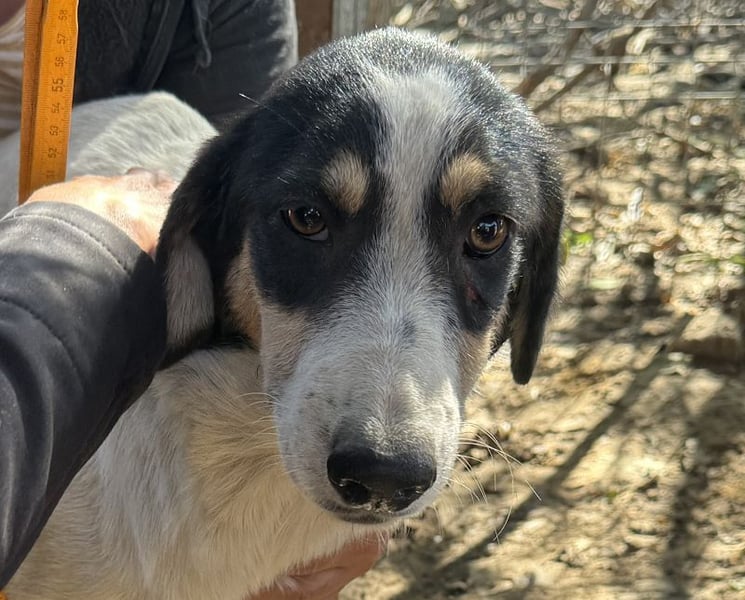 ♥LAILA♥ anfangs noch schüchterne, sehr hübsche Tricolor-Hündin mit feinen Dalmatinerflecken 51 cm