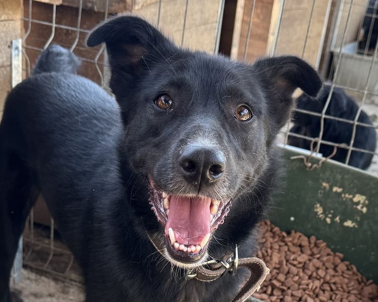 ♥TABEA♥ so liebe,verschmuste, lustige Hündin,die von ihrem Besitzer im Tierheim abgegeben wurde 57cm