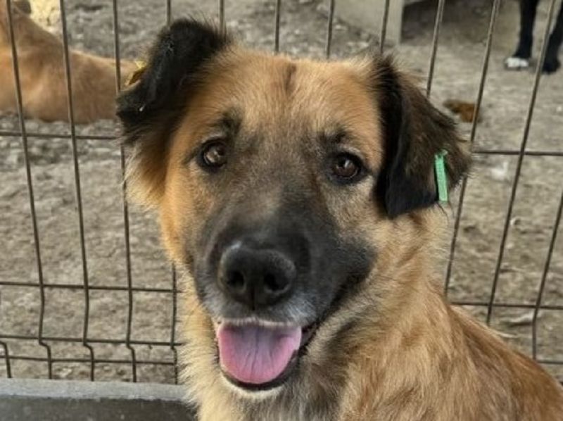 ♥TANJA♥ ganz liebe, aufgeschlossene Hündin mit fuchsrotem Fell 54 cm