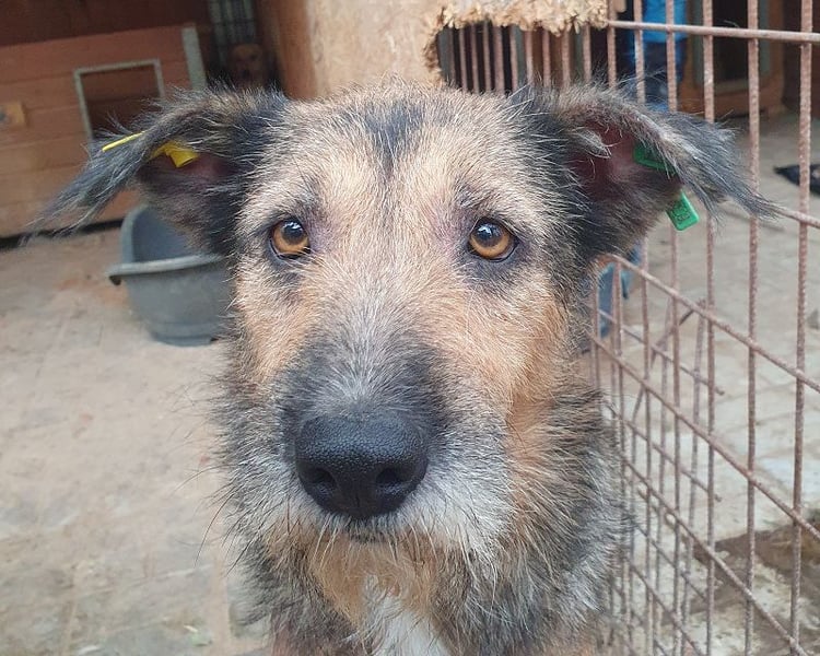 ♥MARA♥ hübsche, ruhige, geduldige zottelige Drahthaarhündin, die im Tierheim sehr leidet 56 cm