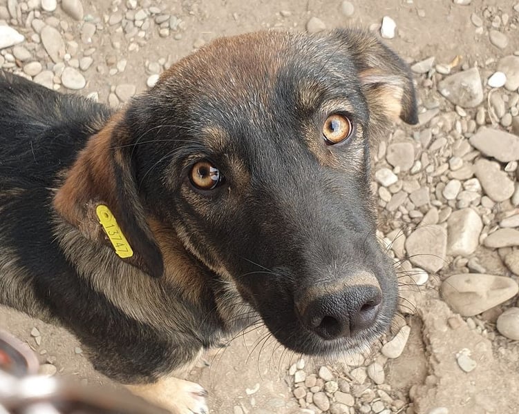 ♥MATTEO♥ wunderschöner, verschmuster, anhänglicher Junior mit leuchtend braunen Augen 52 cm