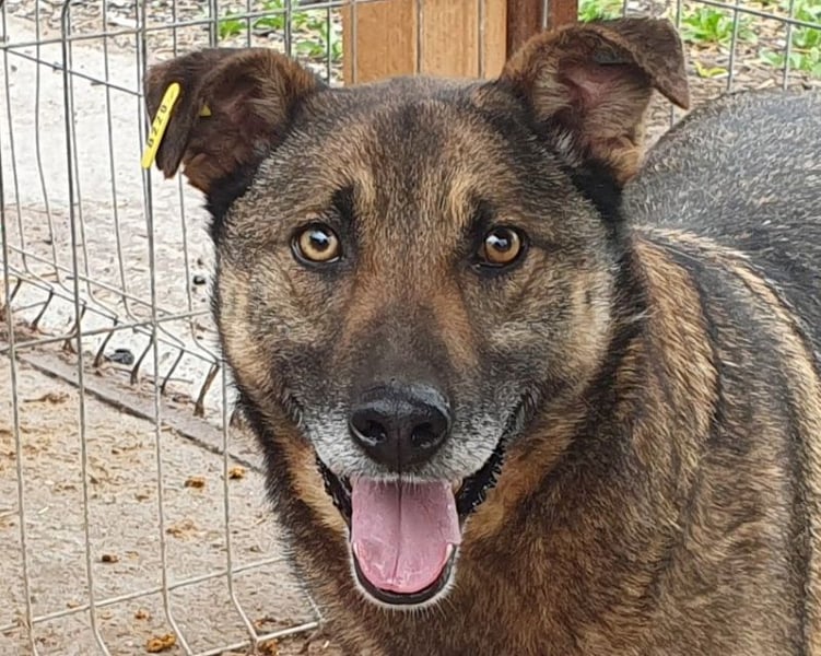 ♥NANDO♥ wunderbarer, ganz aufgeschlossener Rüde - eine wahre Frohnatur 53 cm