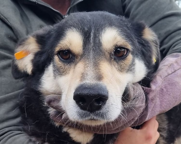 ♥EDANA♥ wunderschöne, tolle Hündin, die im Zwinger sehr eingeschüchtert wird 57 cm