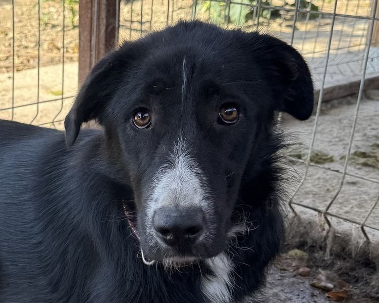 ♥TESSA♥ so liebe, zarte, sensible Hündin, die von ihrem Besitzer im Tierheim abgegeben wurde 58 cm