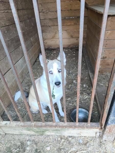 Sanfte Tierschutzhündin Sahara ❤️ sucht liebevolles Zuhause